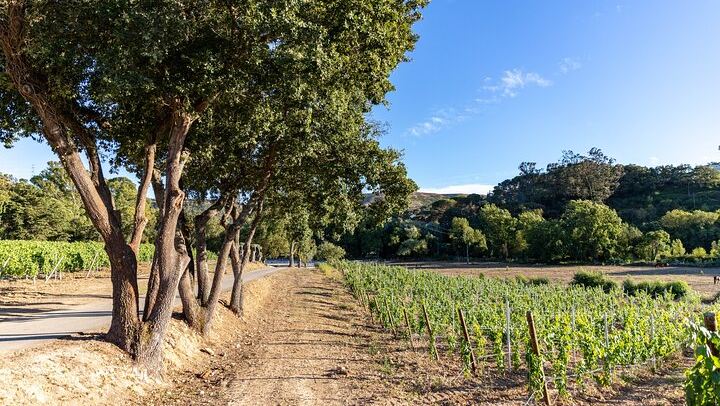 Wine Tasting at Quinta das Murgas in Bucelas, Meeting at the Estate Entrance (4/7)
