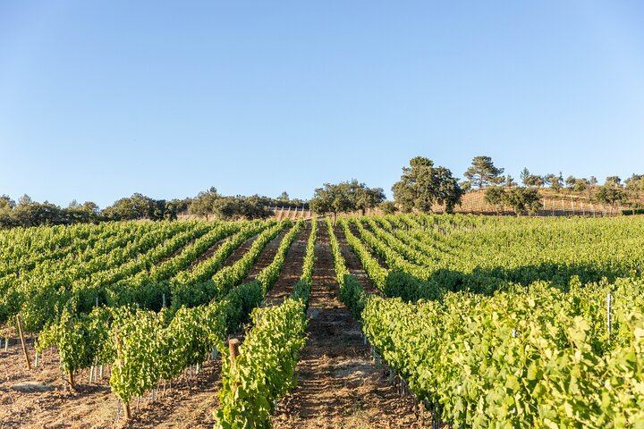 Wine Tasting at Quinta das Murgas in Bucelas, Meeting at the Estate Entrance (6/7)