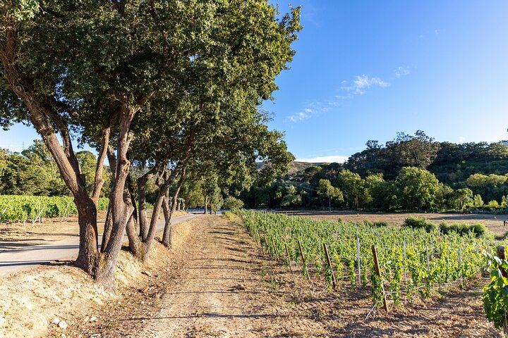 Wine Tasting at Quinta das Murgas in Bucelas, Meeting at the Estate Entrance (4/7)