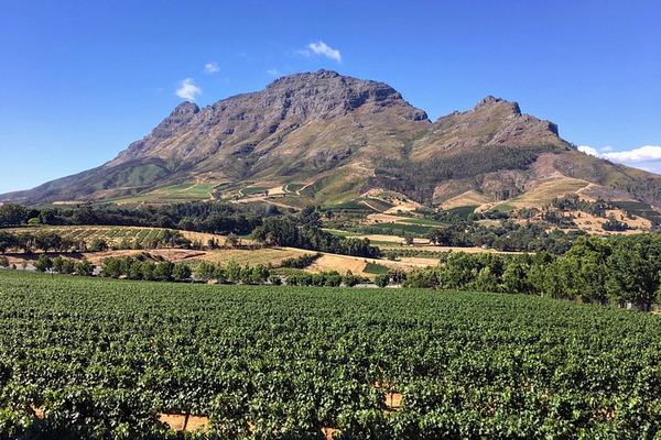 Stellenbosch Boutique Wine Farms Tour: Three Estates, Contemporary Architecture, Pairings