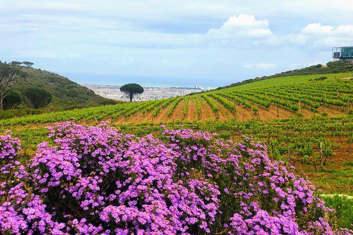 Stellenbosch Boutique Wine Farms Tour: Three Estates, Contemporary Architecture, Pairings (4/9)