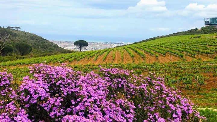Stellenbosch Boutique Wine Farms Tour: Three Estates, Contemporary Architecture, Pairings (4/9)