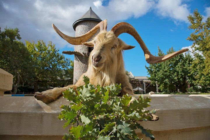 Private Cape Winelands Tour: Five Chosen Wineries from DeMorgenzon to Delaire Graff (5/8)