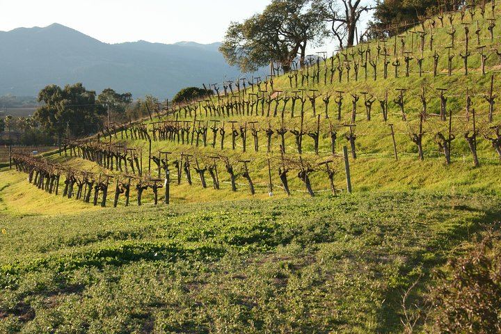 Private 6-Hour Napa Valley Wine Tour by Premium SUV for Up to 6 Guests (10/12)