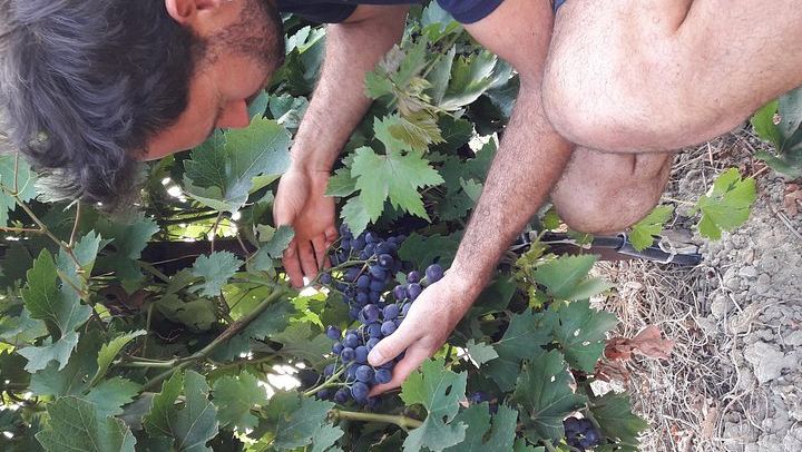 Family Estate Wine Tasting in Sablet: 15 Hectares in Gigondas and Sablet, Four Generations (1/7)