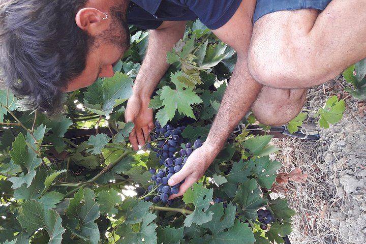Family Estate Wine Tasting in Sablet: 15 Hectares in Gigondas and Sablet, Four Generations (1/7)