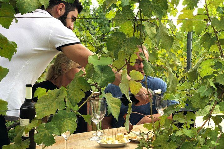 Small-Group Kakheti Wine Tour from Tbilisi with Lunch, Max 10 Guests per Guide (3/12)