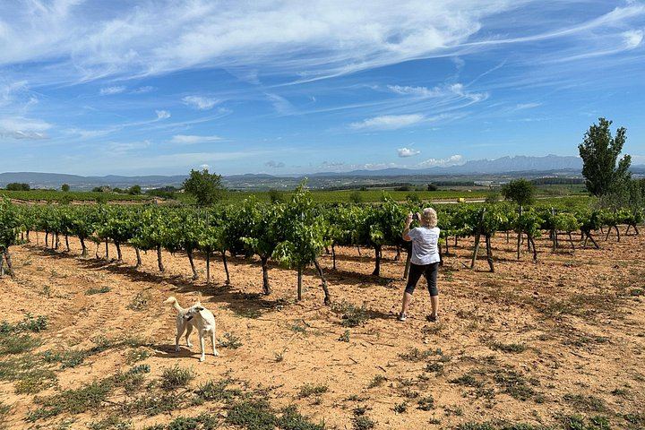 Penedès Boutique Wineries Day Trip from Barcelona: Three Family Estates, Max 8 Guests (5/6)