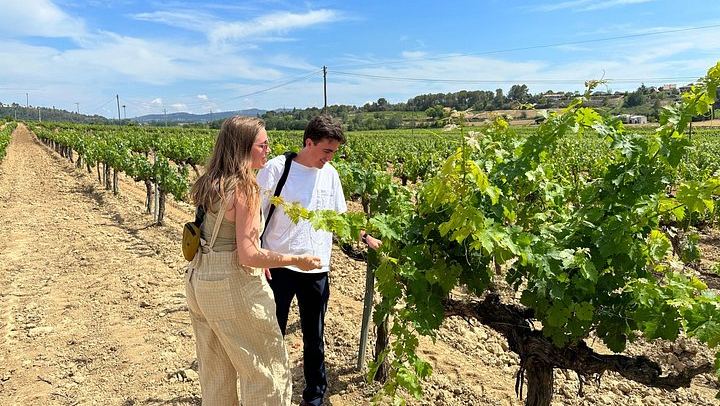 Penedès Boutique Wineries Day Trip from Barcelona: Three Family Estates, Max 8 Guests (3/6)