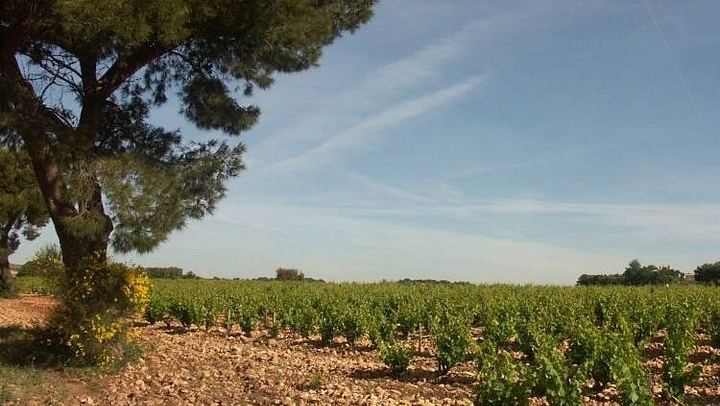 Châteauneuf-du-Pape Wine Masterclass from Avignon: Two Wineries and 5 Hours (4/8)