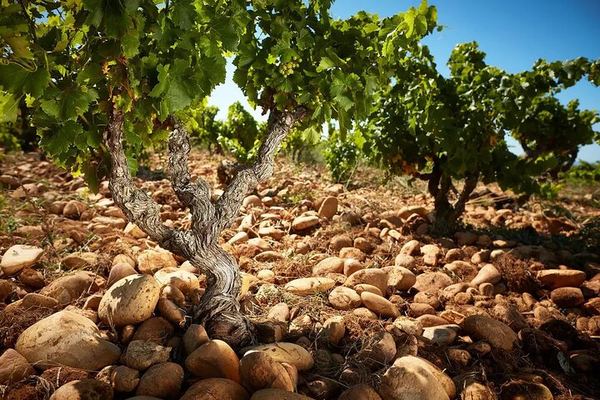 Châteauneuf-du-Pape Wine Masterclass from Avignon: Two Wineries and 5 Hours