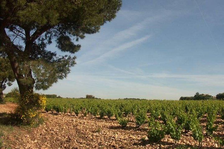 Châteauneuf-du-Pape Wine Masterclass from Avignon: Two Wineries and 5 Hours (4/8)