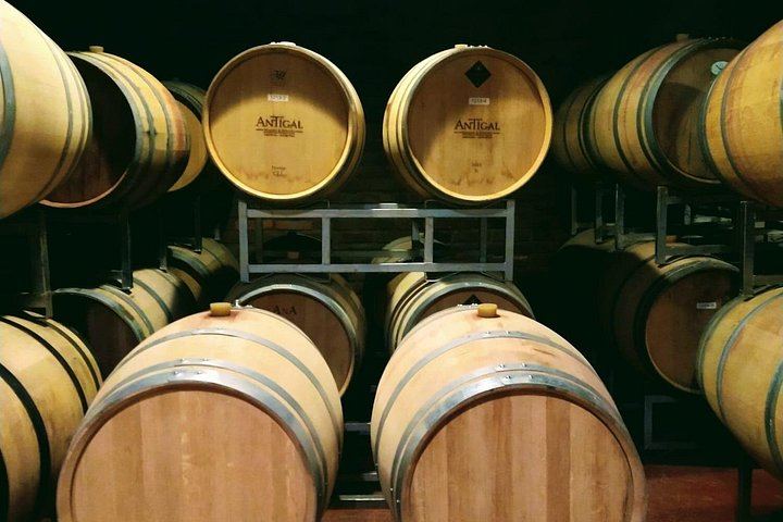 Full-Day Maipú Wine Tour: Trapiche, Santa Julia and Zuelo Olive Oil Lunch (12/12)