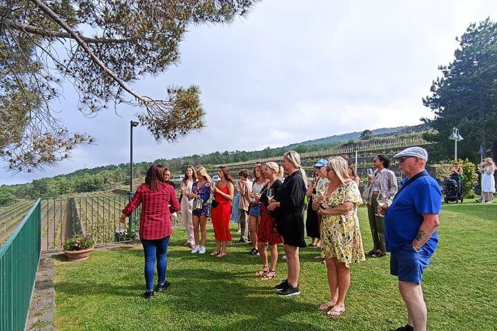 Gambino Winery Tasting on Etna from Taormina: Four Wines and a Sicilian Aperitif (12/12)