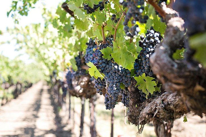 Private 6-8 Hour Winelands Day: Delaire Graff, Tokara and Fairview Cheese (6/12)