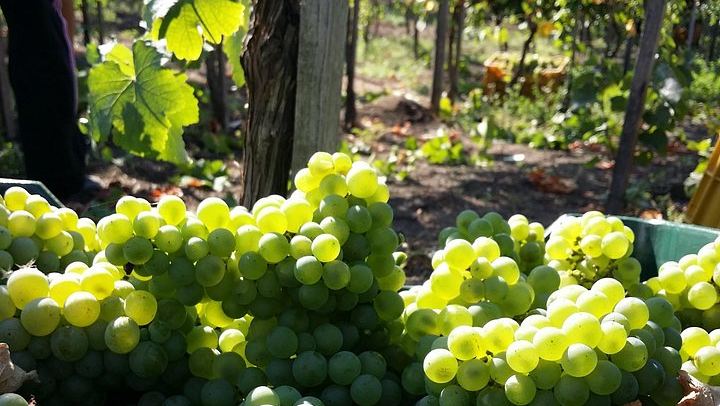 Vesuvius Vineyard Visit and Typical Lunch with Wine, Transfer from Naples Included (1/5)