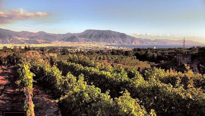 Vesuvius Vineyard Visit and Typical Lunch with Wine, Transfer from Naples Included (4/5)