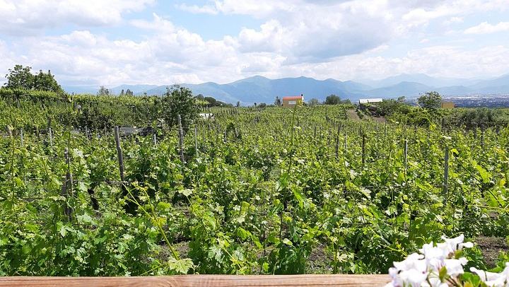 Vesuvius Vineyard Visit and Typical Lunch with Wine, Transfer from Naples Included (3/5)