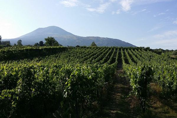 Vesuvius Vineyard Visit and Typical Lunch with Wine, Transfer from Naples Included