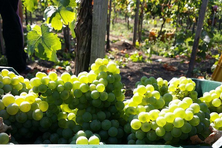 Vesuvius Vineyard Visit and Typical Lunch with Wine, Transfer from Naples Included (1/5)