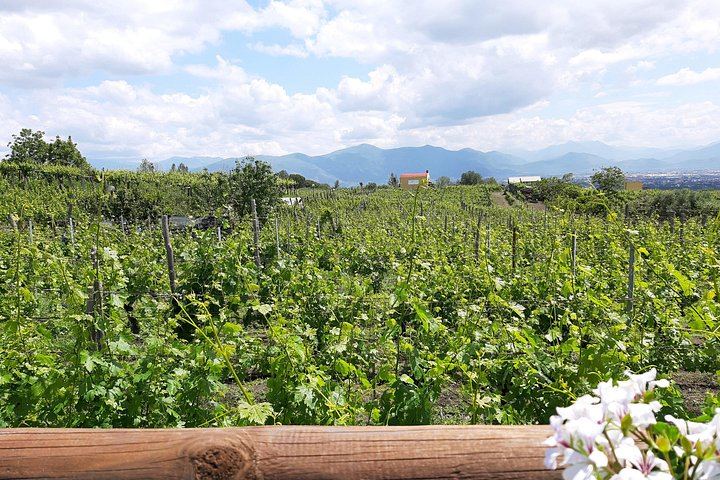 Vesuvius Vineyard Visit and Typical Lunch with Wine, Transfer from Naples Included (3/5)