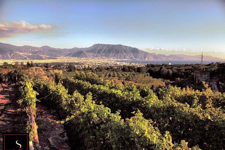 Vesuvius Vineyard Visit and Typical Lunch with Wine, Transfer from Naples Included (4/5)