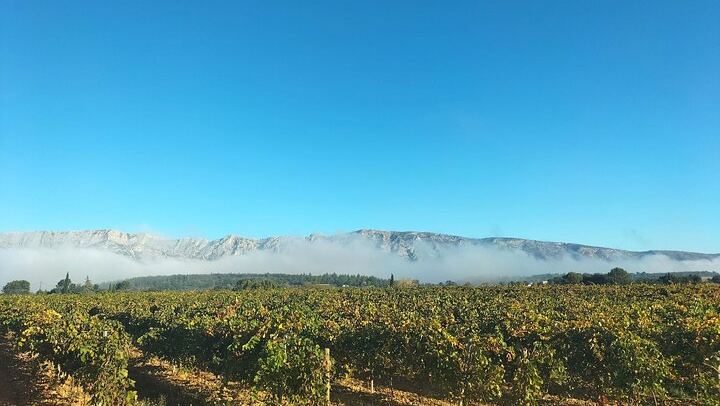 Sainte-Victoire Wine Tour with Organic Estate, Gourmet Picnic and Pétanque (4/12)