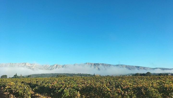 Sainte-Victoire Wine Day: Organic and Experimental Wineries, Olive Oils, Picnic, Pétanque (4/12)