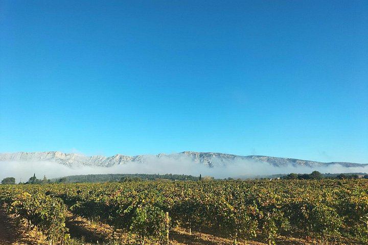 Sainte-Victoire Wine Day: Organic and Experimental Wineries, Olive Oils, Picnic, Pétanque (4/12)