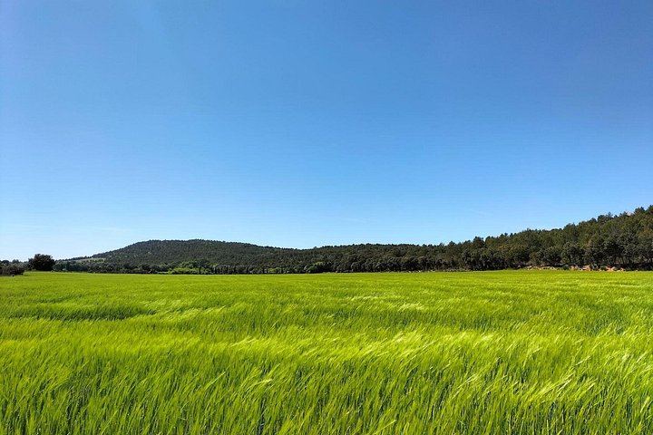 Sainte-Victoire Wine Tour with Organic Estate, Gourmet Picnic and Pétanque (8/12)