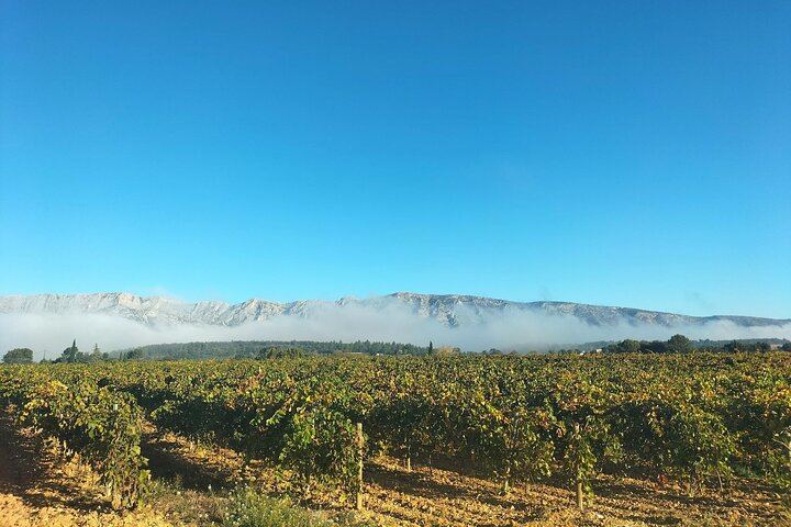 Sainte-Victoire Wine Tour with Organic Estate, Gourmet Picnic and Pétanque (4/12)