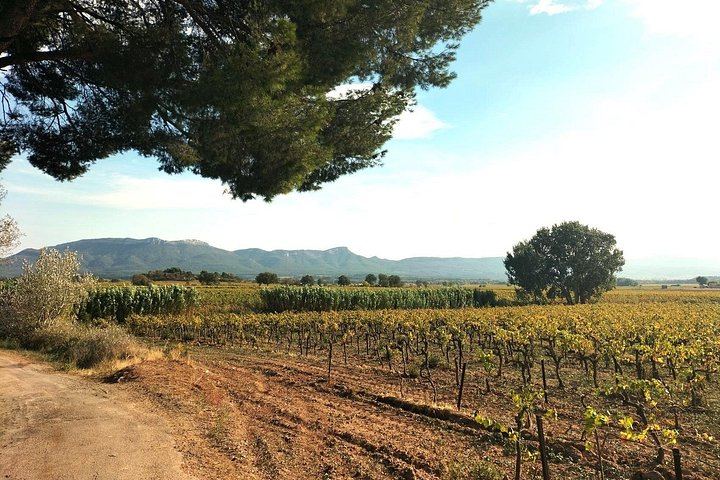 Sainte-Victoire Wine Tour with Organic Estate, Gourmet Picnic and Pétanque (9/12)