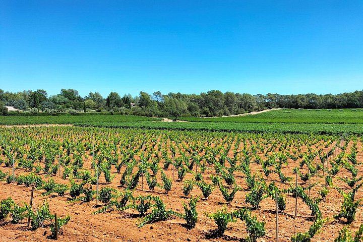 Sainte-Victoire Wine Tour with Organic Estate, Gourmet Picnic and Pétanque (11/12)