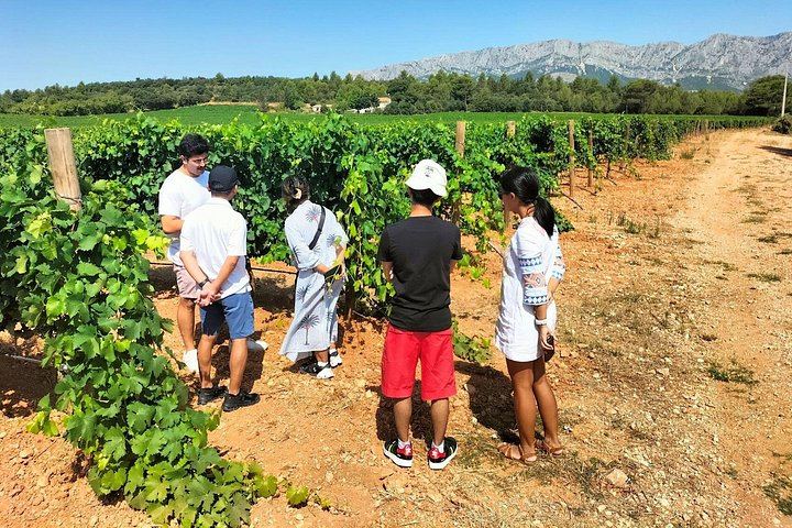 Sainte-Victoire Wine Day: Organic and Experimental Wineries, Olive Oils, Picnic, Pétanque (7/12)