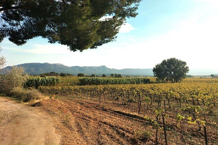 Sainte-Victoire Wine Day: Organic and Experimental Wineries, Olive Oils, Picnic, Pétanque (5/12)