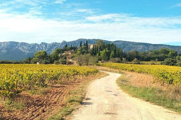 Sainte-Victoire Wine Tour with Organic Estate, Gourmet Picnic and Pétanque