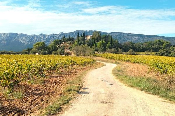 Sainte-Victoire Wine Day: Organic and Experimental Wineries, Olive Oils, Picnic, Pétanque