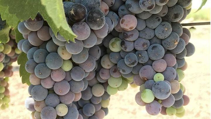 Wine Tour Pros Private Napa Valley Wine Tour with Welcome Bubbles or Rosé (2/12)