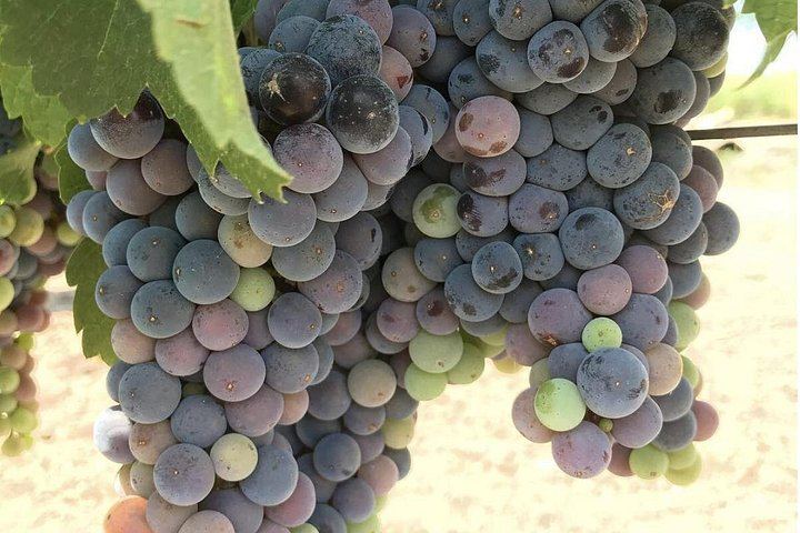 Wine Tour Pros Private Napa Valley Wine Tour with Welcome Bubbles or Rosé (2/12)