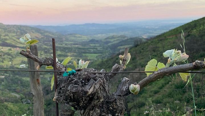 Wine Tour Pros: Privately Driven Napa Wine Tour by Luxury SUV, up to 6 Guests (3/12)