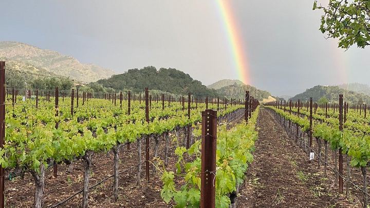 Wine Tour Pros Sprinter Van Wine Tour in Napa and Sonoma, Up to 14 Guests (4/10)