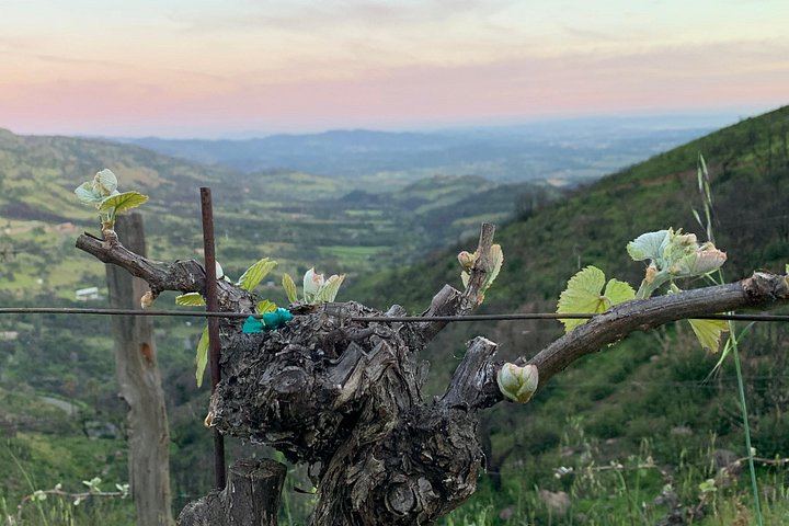 Wine Tour Pros: Privately Driven Napa Wine Tour by Luxury SUV, up to 6 Guests (3/12)