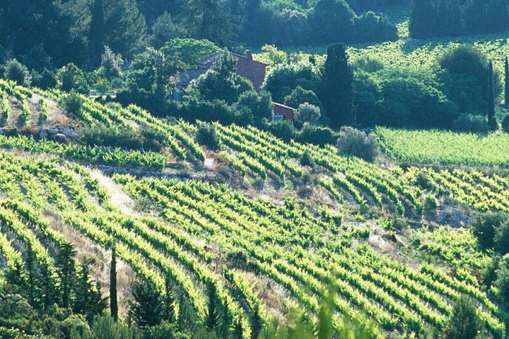Private Full-Day Provence Wine Tour with Hotel Pickup from Marseille, Aix or Avignon (10/10)