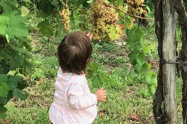 Prosecco Road Wine and Food Day from Spresiano Station: Small Producers and Soppressa
