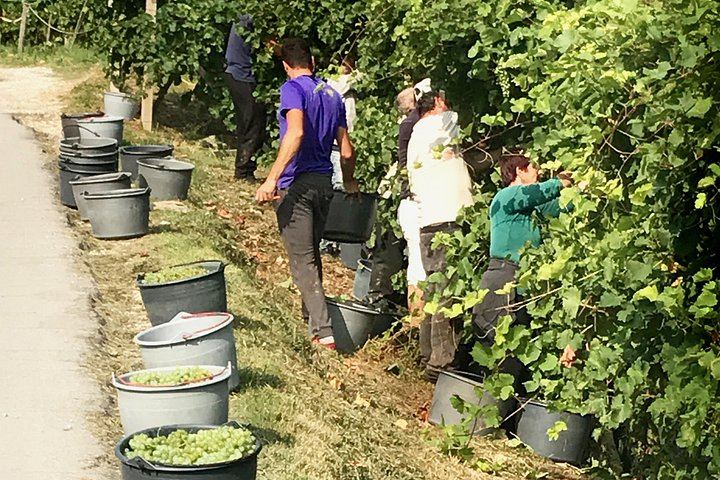 Prosecco Road Wine and Food Day from Spresiano Station: Small Producers and Soppressa (5/12)