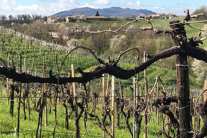 Prosecco Road Wine and Food Day from Spresiano Station: Small Producers and Soppressa (8/12)