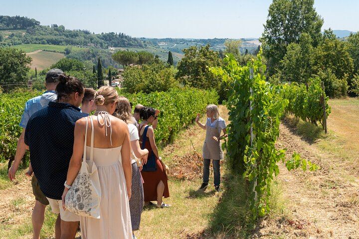 Small Family Vineyard at Sovestro near San Gimignano: Cellar Visit, Lunch, Four Wines (1/8)