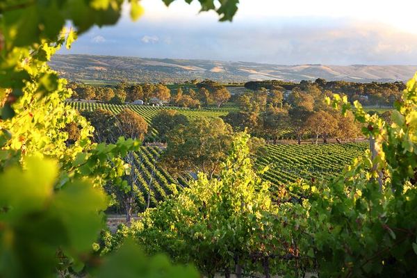 Small-Group Yarra Valley Wine Tour from Richmond with Tokar Estate, Soumah and Lunch