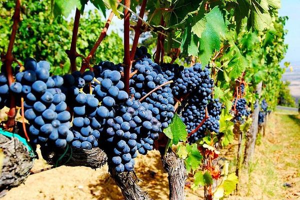 Private 8-Hour Tour from Siena: Capanna di Cencioni Wine, Pienza and Val d'Orcia