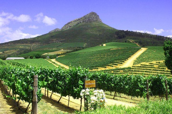 Stellenbosch Half-Day Wine Tour from Cape Town: Two Estates, Cellar Visit and Pairings (5/12)